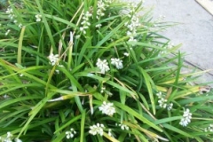 Ophiopogon-plant-growing-wild