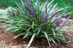 Ophiopogon-plant