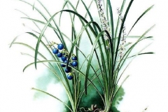 Plant-illustration-of-Ophiopogon