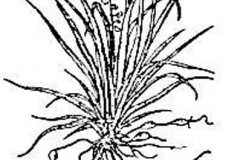 Sketch-of-Ophiopogon