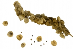 Dried-fruits-of-Orach