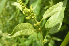 Flowering-buds-of-Orach