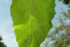 Leaf-of-Orach