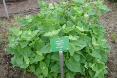 Orach-plant