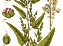 Plant-illustration-of-Orach