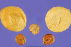 Seeds-of-Orach