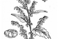 Sketch-of-Orach