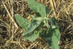 Small-Orach-Plant