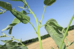 Stem-of-Orach