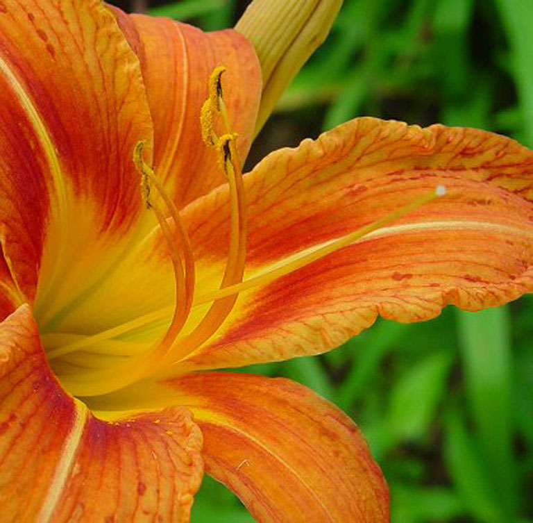 Closer-view-of-Flower-of-Orange-Daylily