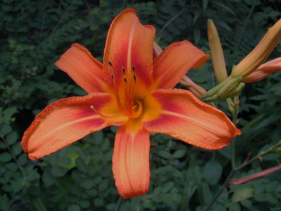 Flower-of-Orange-Daylily