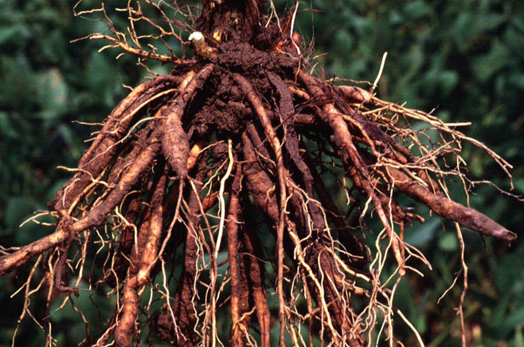 Root-of-Orange-Daylily