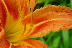 Closer-view-of-Flower-of-Orange-Daylily