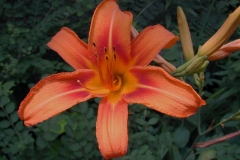 Flower-of-Orange-Daylily