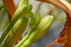 Flowering-buds-of-Orange-Daylily