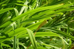 Leaves-of-Orange-Daylily