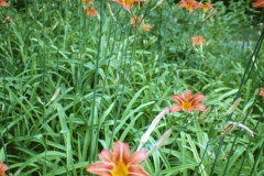 Orange-Daylily-Plants-growing-wild