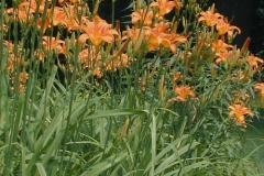 Orange-Daylily-plant