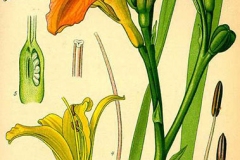 Plant-Illustration-of-Orange-Daylily