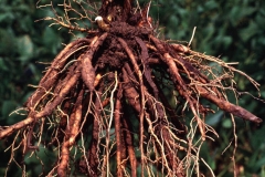 Root-of-Orange-Daylily