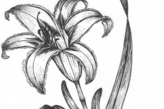 Sketch-of-Orange-Daylily