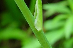 Stem-of-Orange-Daylily