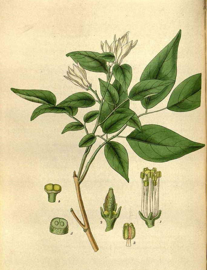 Plant-Illustration-of-Orange-Jasmine