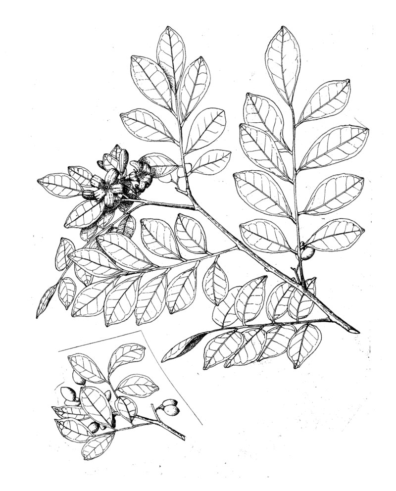 Sketch-of-Orange-Jasmine-plant