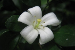 Closer-view-of-flower-of-Orange-Jasmine