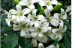 Flowers-of-Orange-Jasmine