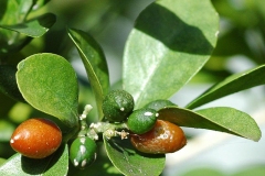 Fruits-of-Orange-Jasmine