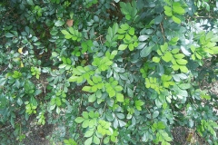 Leaves-of-Orange-Jasmine