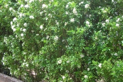 Orange-Jasmine-Plant