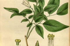 Plant-Illustration-of-Orange-Jasmine
