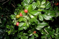 Ripe-and-unripe-Orange-Jasmine-fruits-on-the-plant