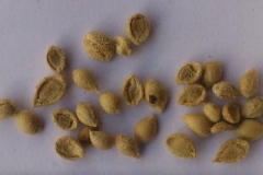 Seeds-of-Orange-Jasmine