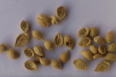 Seeds-of-Orange-Jasmine