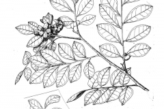 Sketch-of-Orange-Jasmine-plant