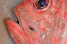 Eye-of-Orange-Roughy
