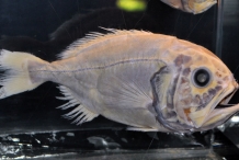 Orange-Roughy-1