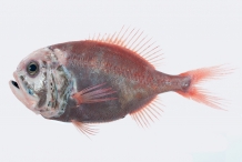 Orange-Roughy-2