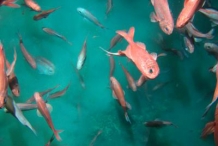 Orange-Roughy-school