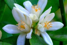 Close-up-flower-of-Orange
