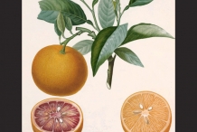 Illustration-of-orange