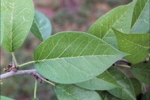 Orange-leaves