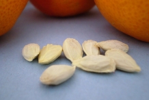 Orange-seeds