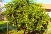 Orange-tree