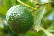 Unripe-orange