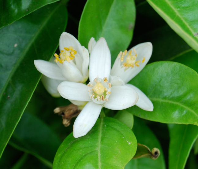 Health benefits of Oranges HB times