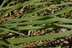 Leaf-blades-of-Orchard-grass